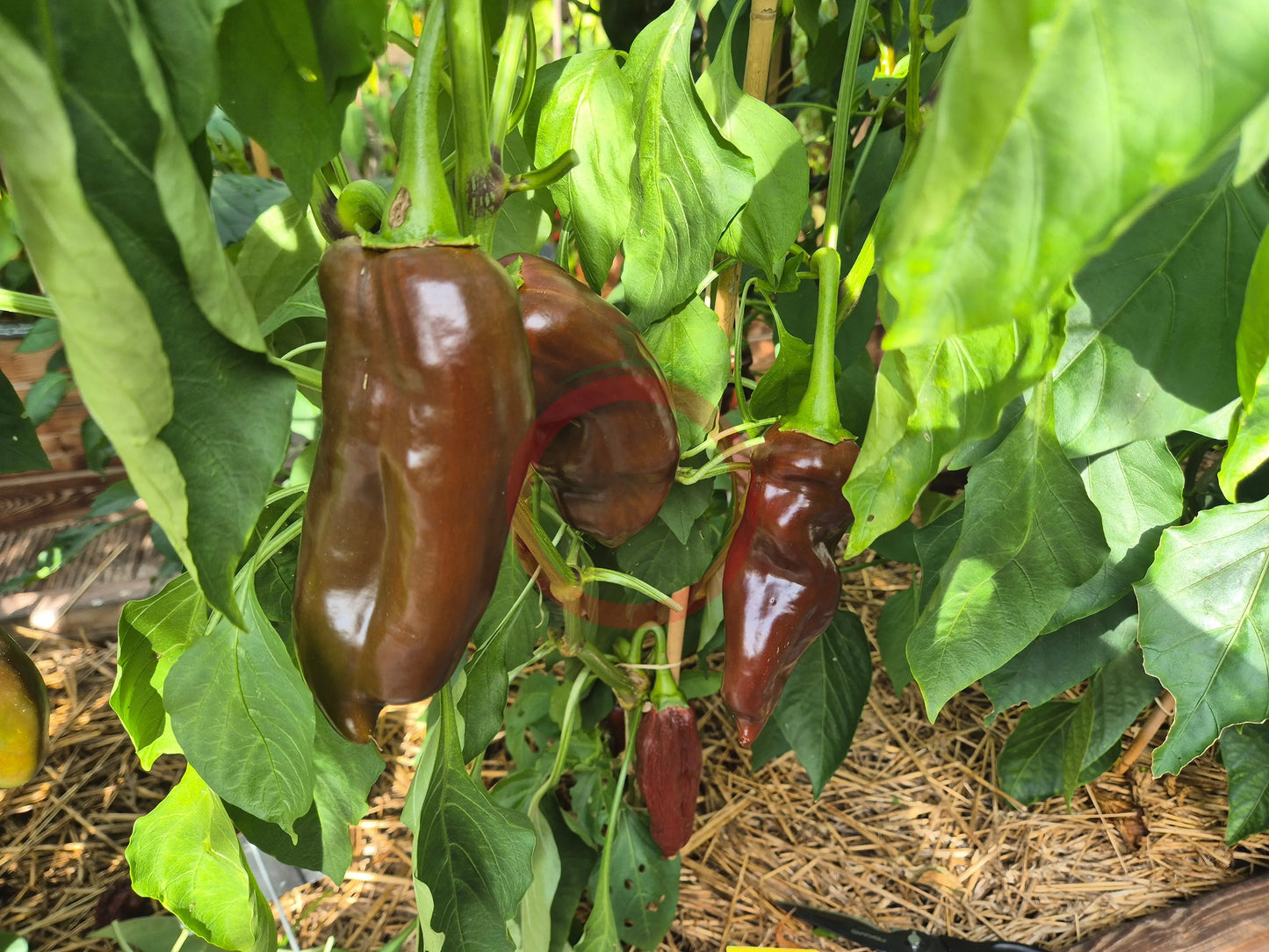 Black Magic DER TOMATENFLÜSTERER