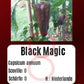 Black Magic DER TOMATENFLÜSTERER