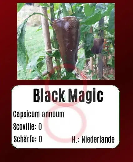 Black Magic DER TOMATENFLÜSTERER