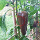 Black Magic DER TOMATENFLÜSTERER