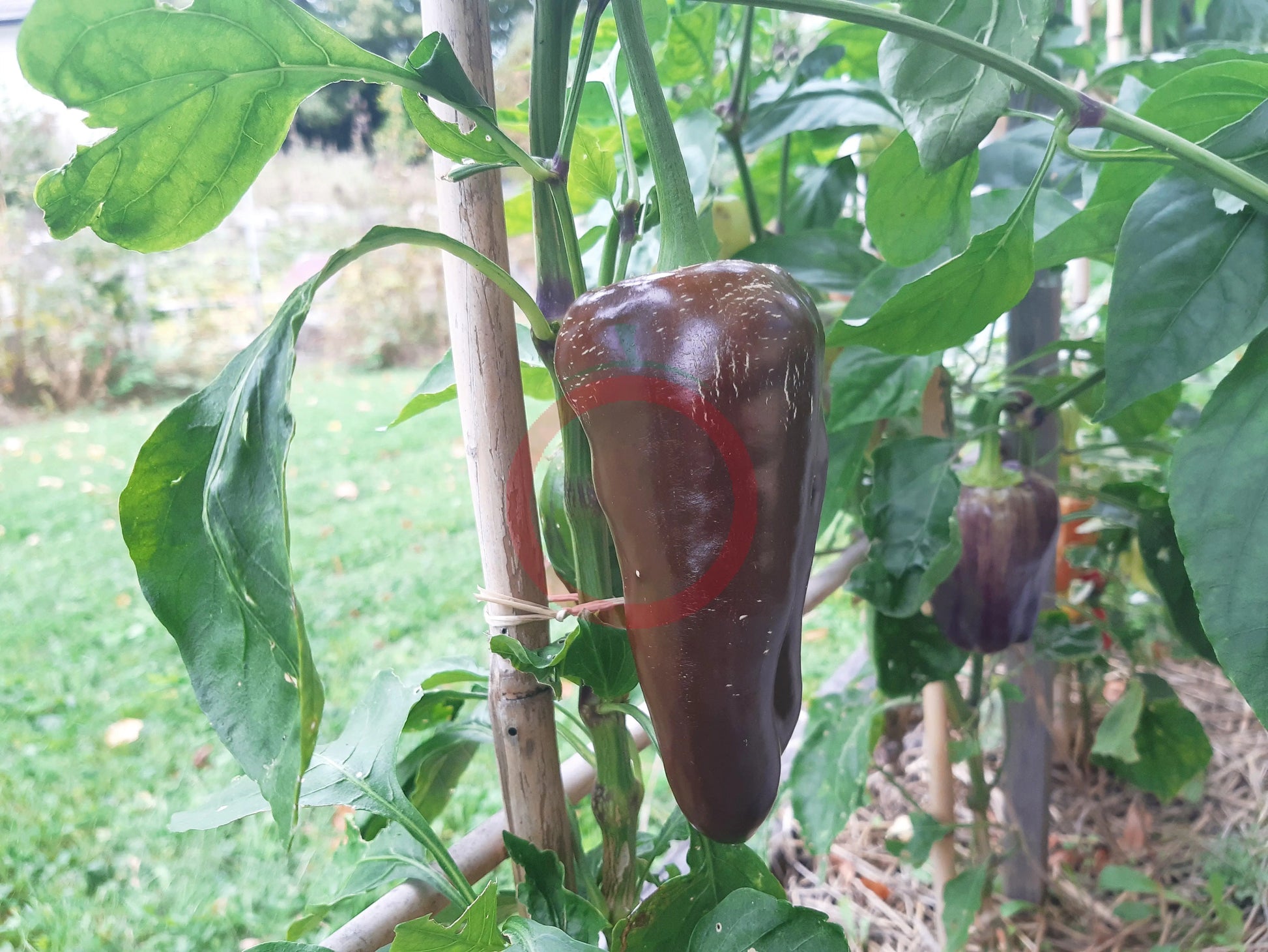 Black Magic DER TOMATENFLÜSTERER