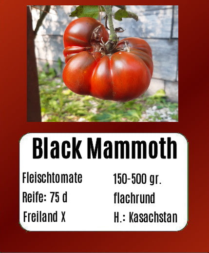 Black Mammoth DER TOMATENFLÜSTERER