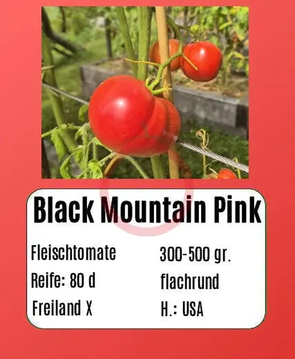 Black Mountain Pink DER TOMATENFLÜSTERER