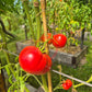 Black Mountain Pink DER TOMATENFLÜSTERER