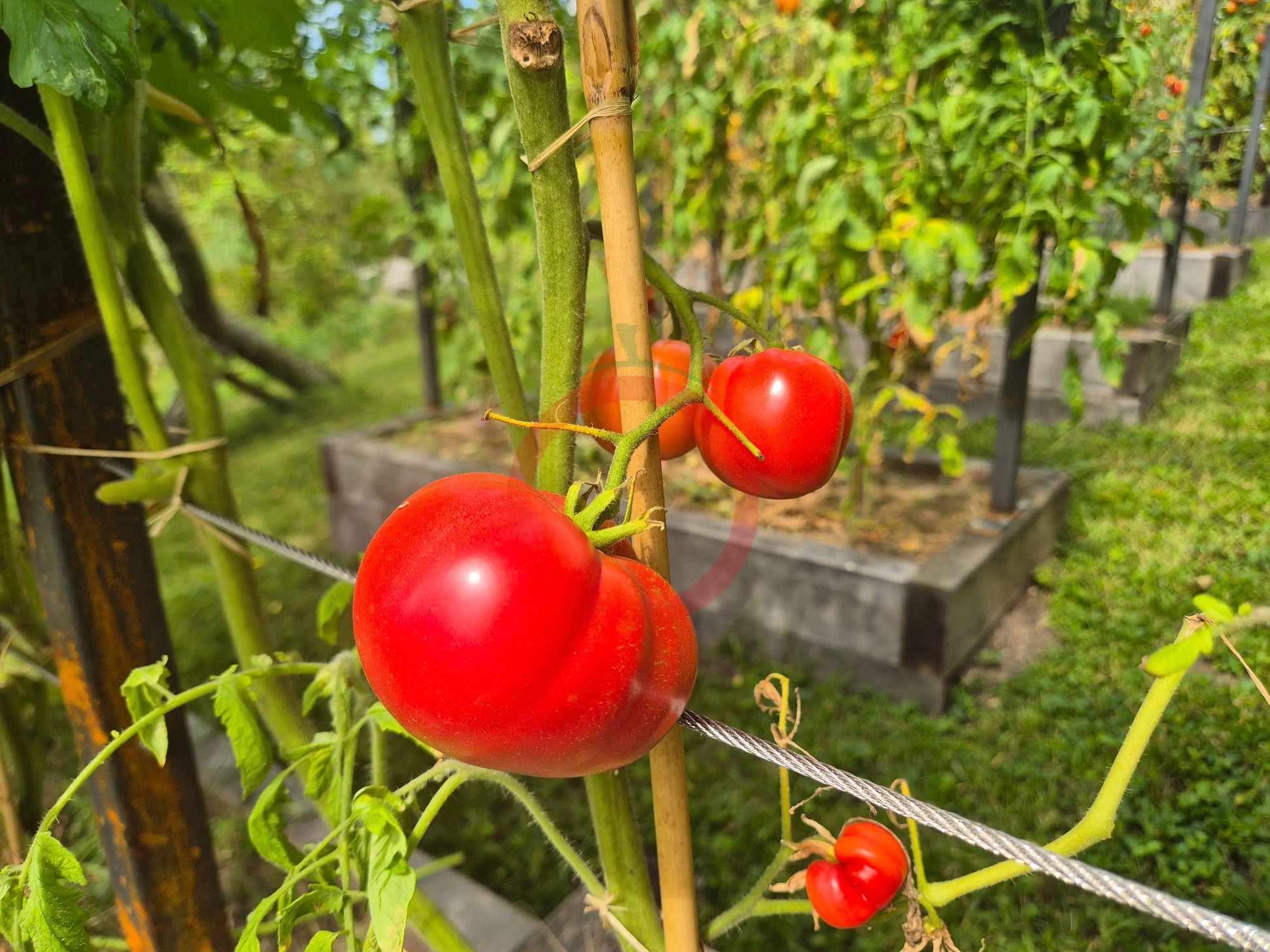 Black Mountain Pink DER TOMATENFLÜSTERER