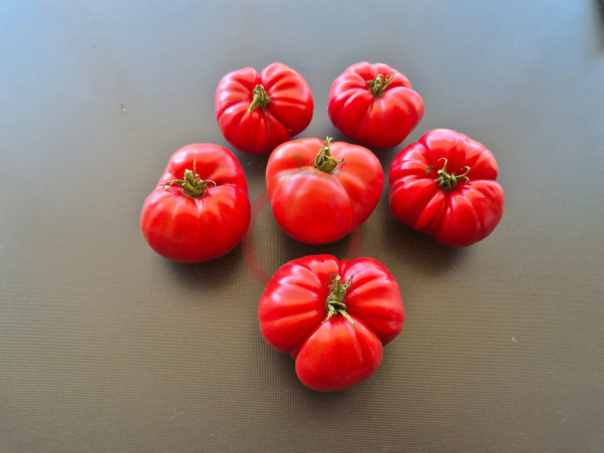 Black Mountain Pink DER TOMATENFLÜSTERER