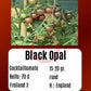 Black Opal DER TOMATENFLÜSTERER