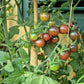 Black Opal DER TOMATENFLÜSTERER