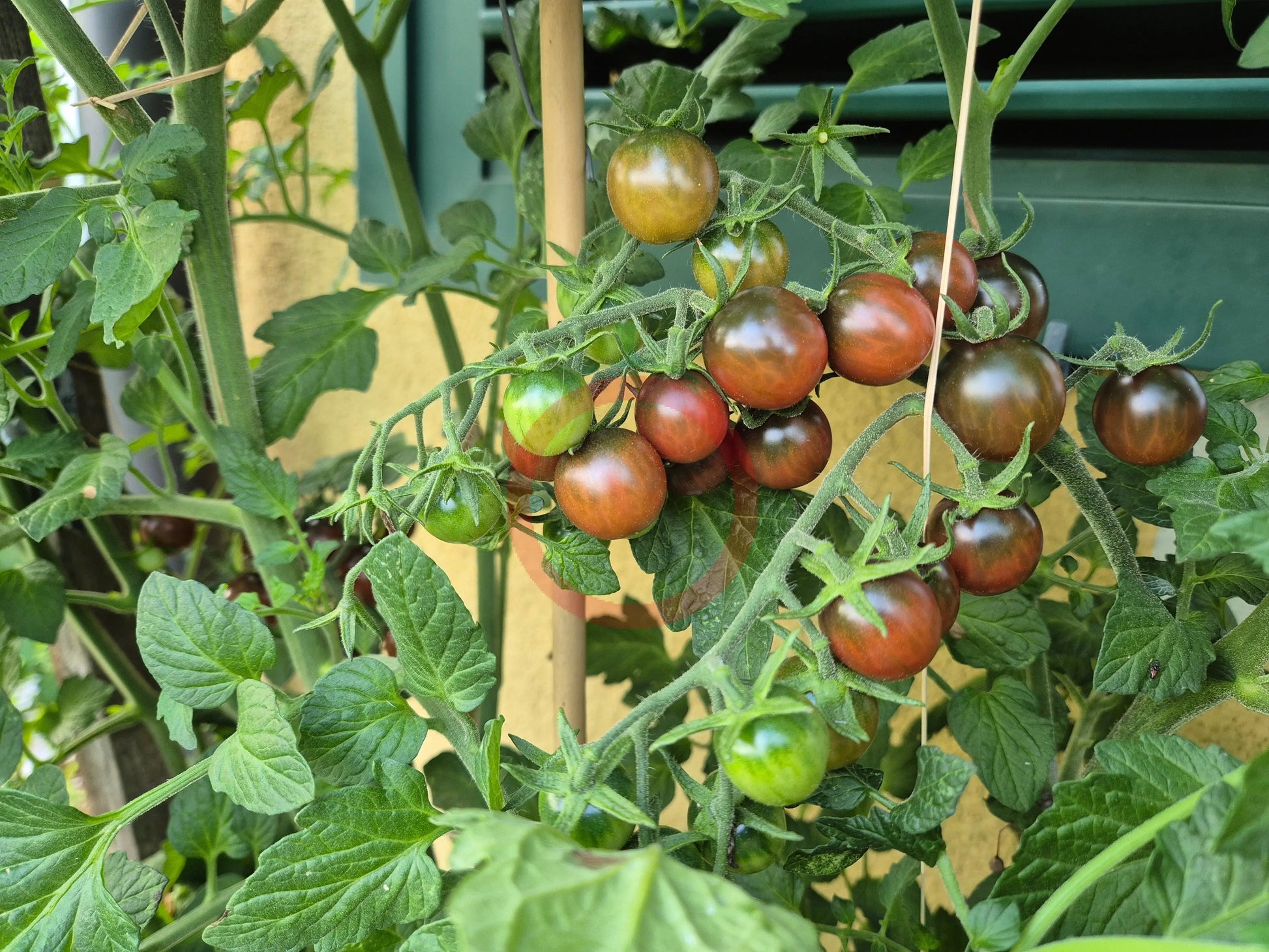 Black Opal DER TOMATENFLÜSTERER