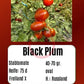 Black Plum DER TOMATENFLÜSTERER