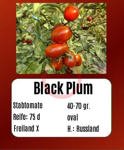 Black Plum DER TOMATENFLÜSTERER
