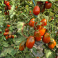 Black Plum DER TOMATENFLÜSTERER