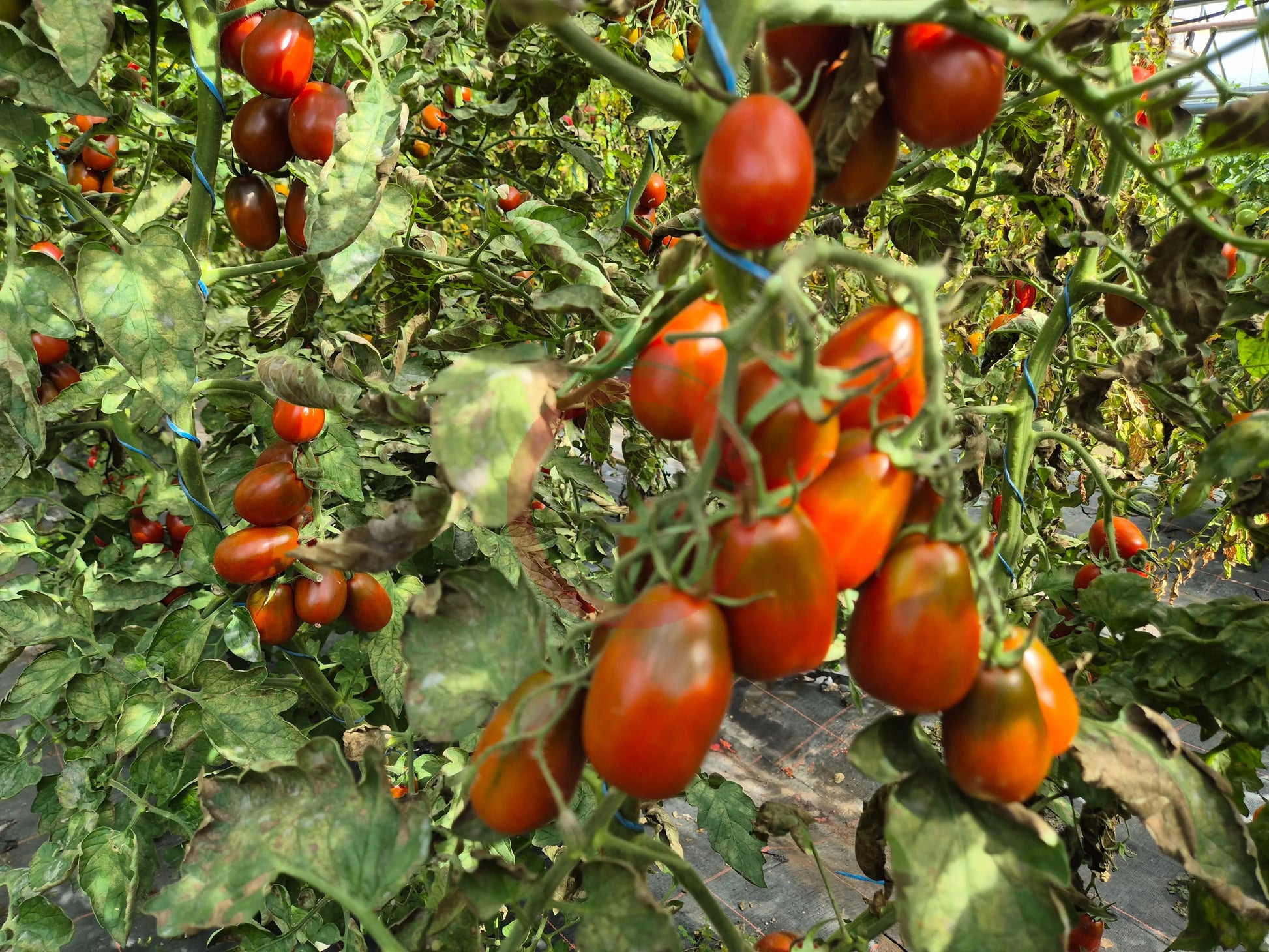 Black Plum DER TOMATENFLÜSTERER