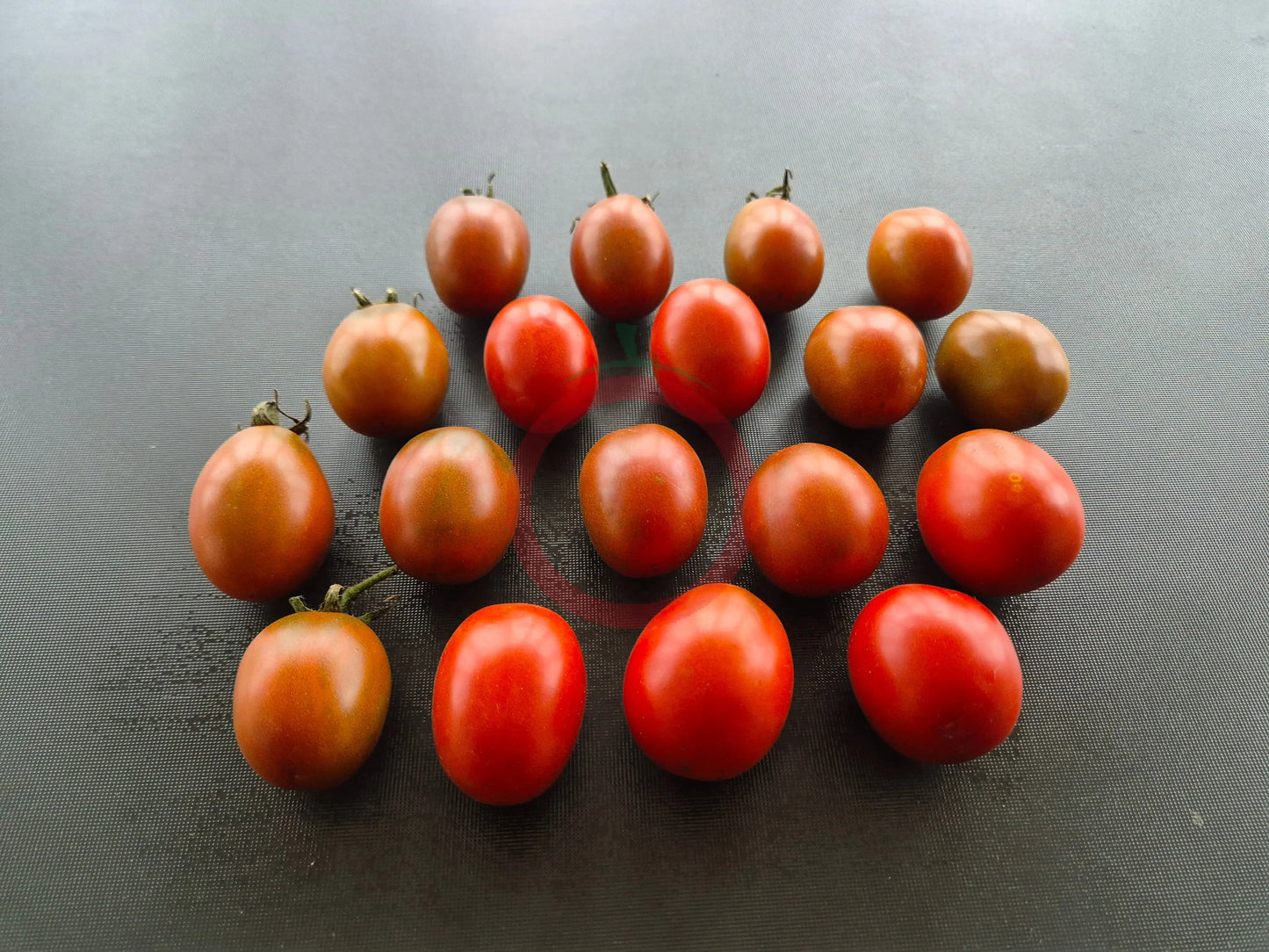 Black Plum DER TOMATENFLÜSTERER