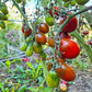 Black Plum DER TOMATENFLÜSTERER