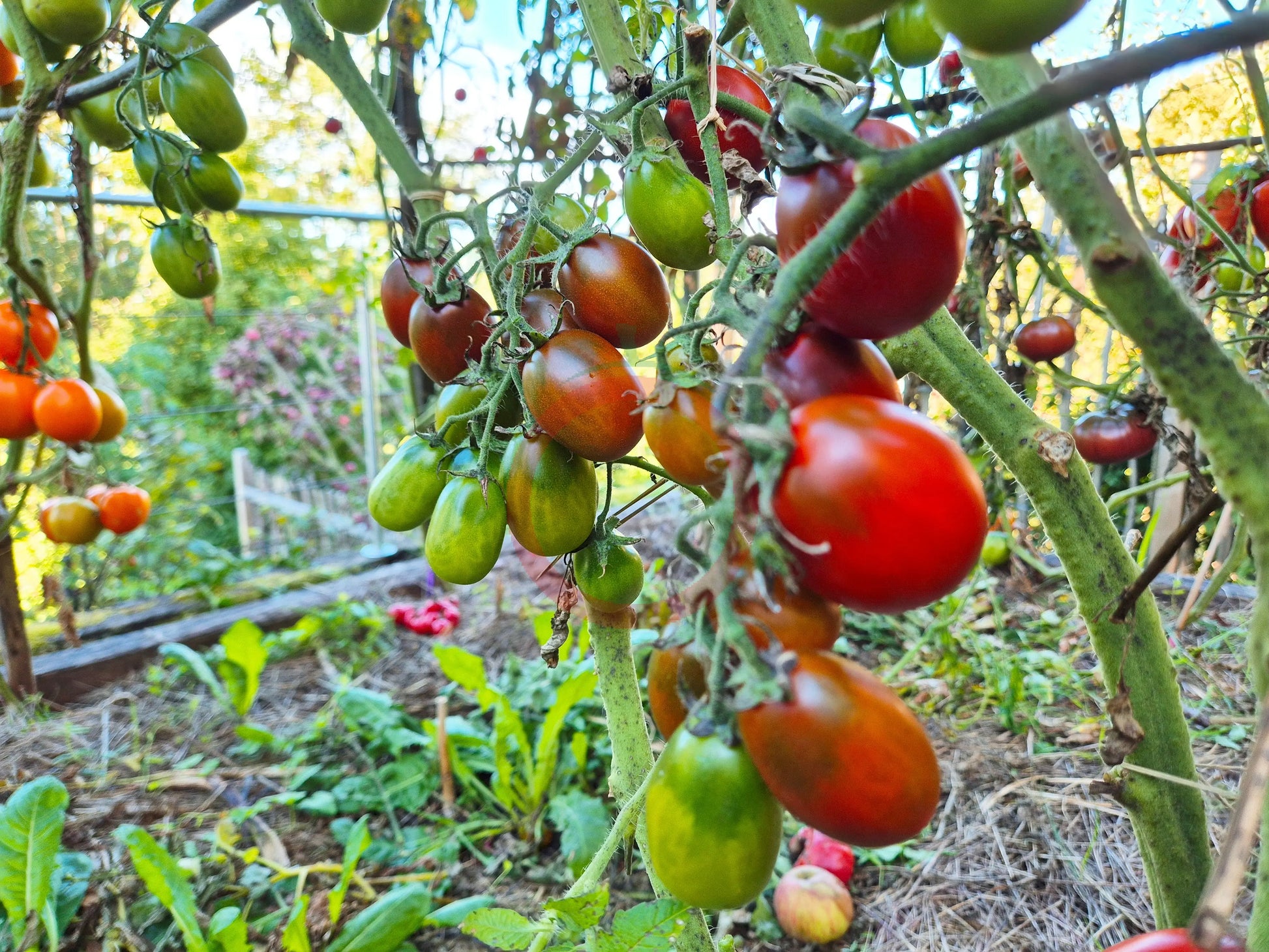 Black Plum DER TOMATENFLÜSTERER