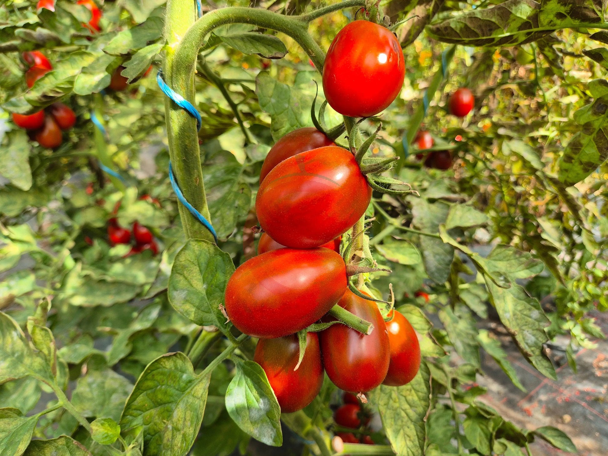 Black Plum DER TOMATENFLÜSTERER