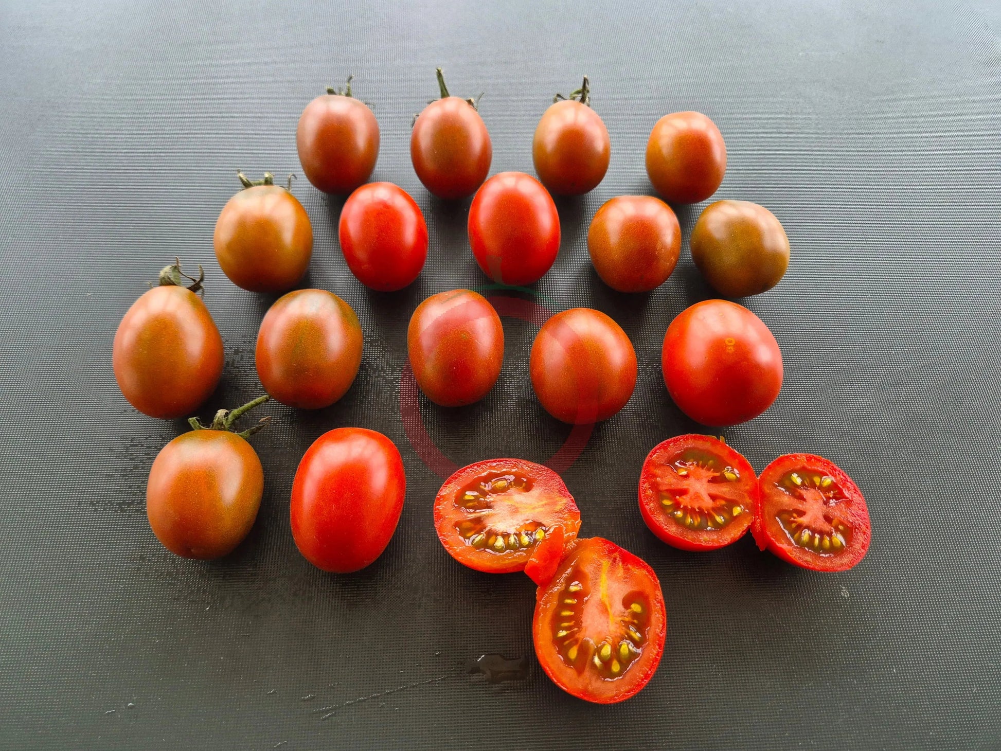 Black Plum DER TOMATENFLÜSTERER