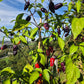 Black Scorpion Tongue DER TOMATENFLÜSTERER
