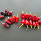 Black Scorpion Tongue DER TOMATENFLÜSTERER