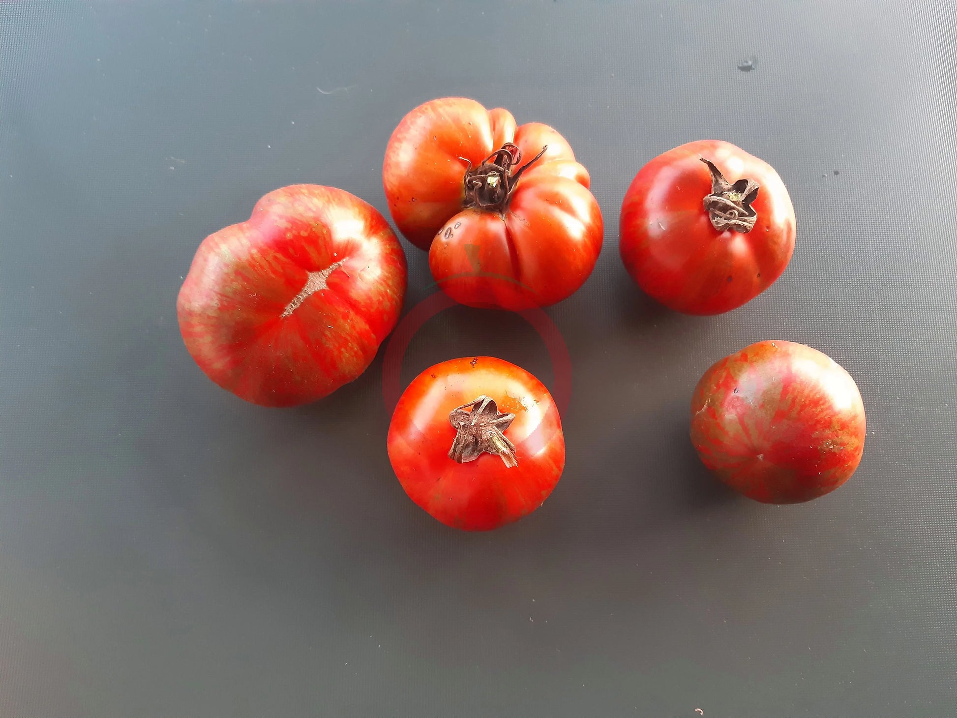Black Zebra DER TOMATENFLÜSTERER