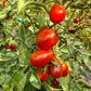 Black Plum