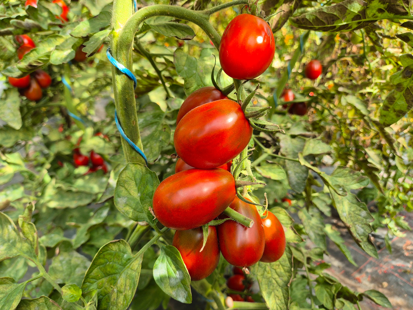Black Plum