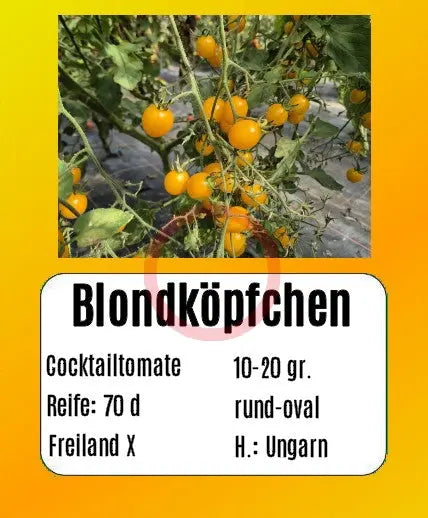 Blondköpfchen DER TOMATENFLÜSTERER