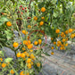 Blondköpfchen DER TOMATENFLÜSTERER