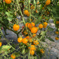 Blondköpfchen DER TOMATENFLÜSTERER