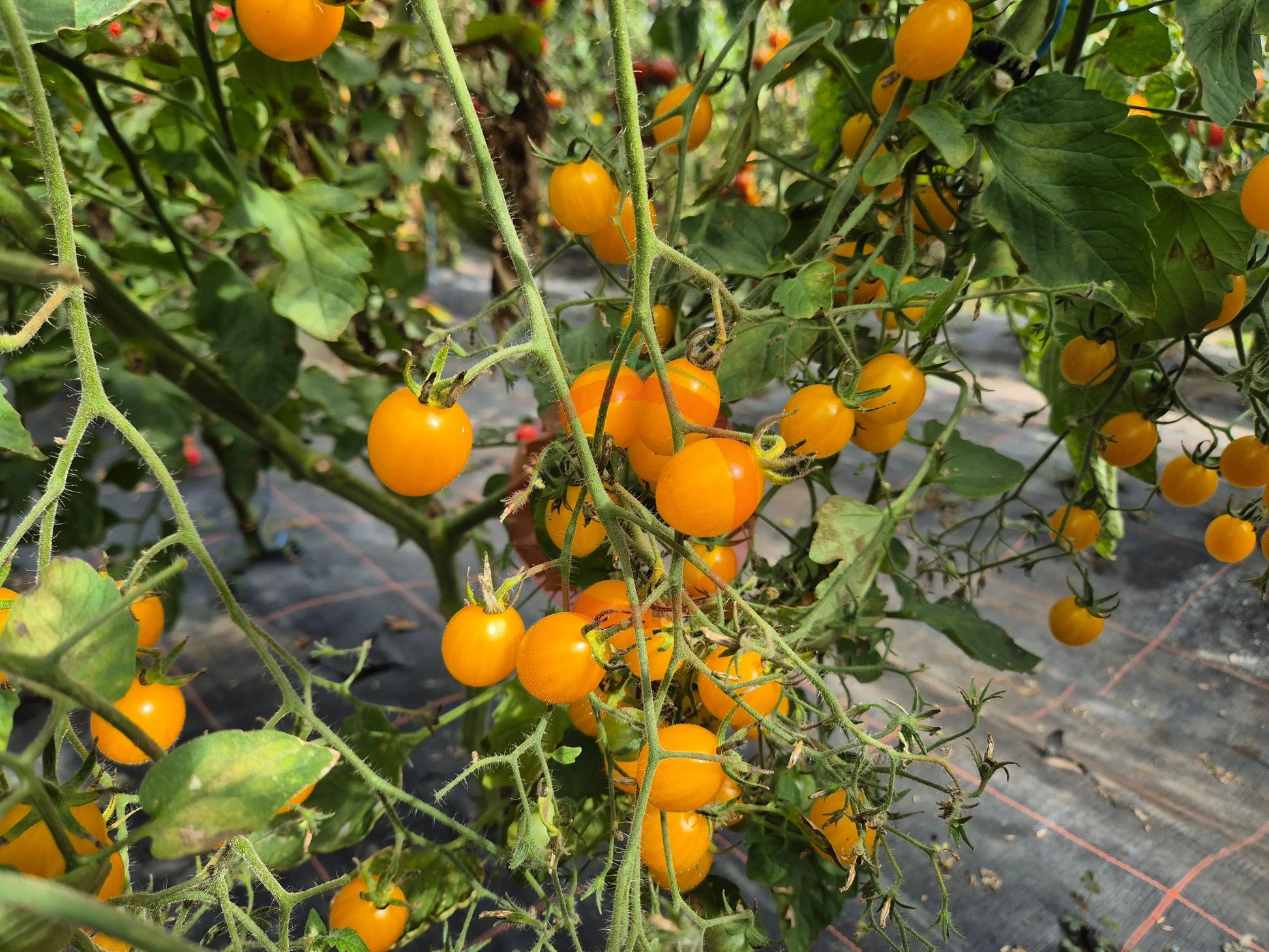 Blondköpfchen DER TOMATENFLÜSTERER