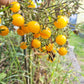 Blondköpfchen DER TOMATENFLÜSTERER