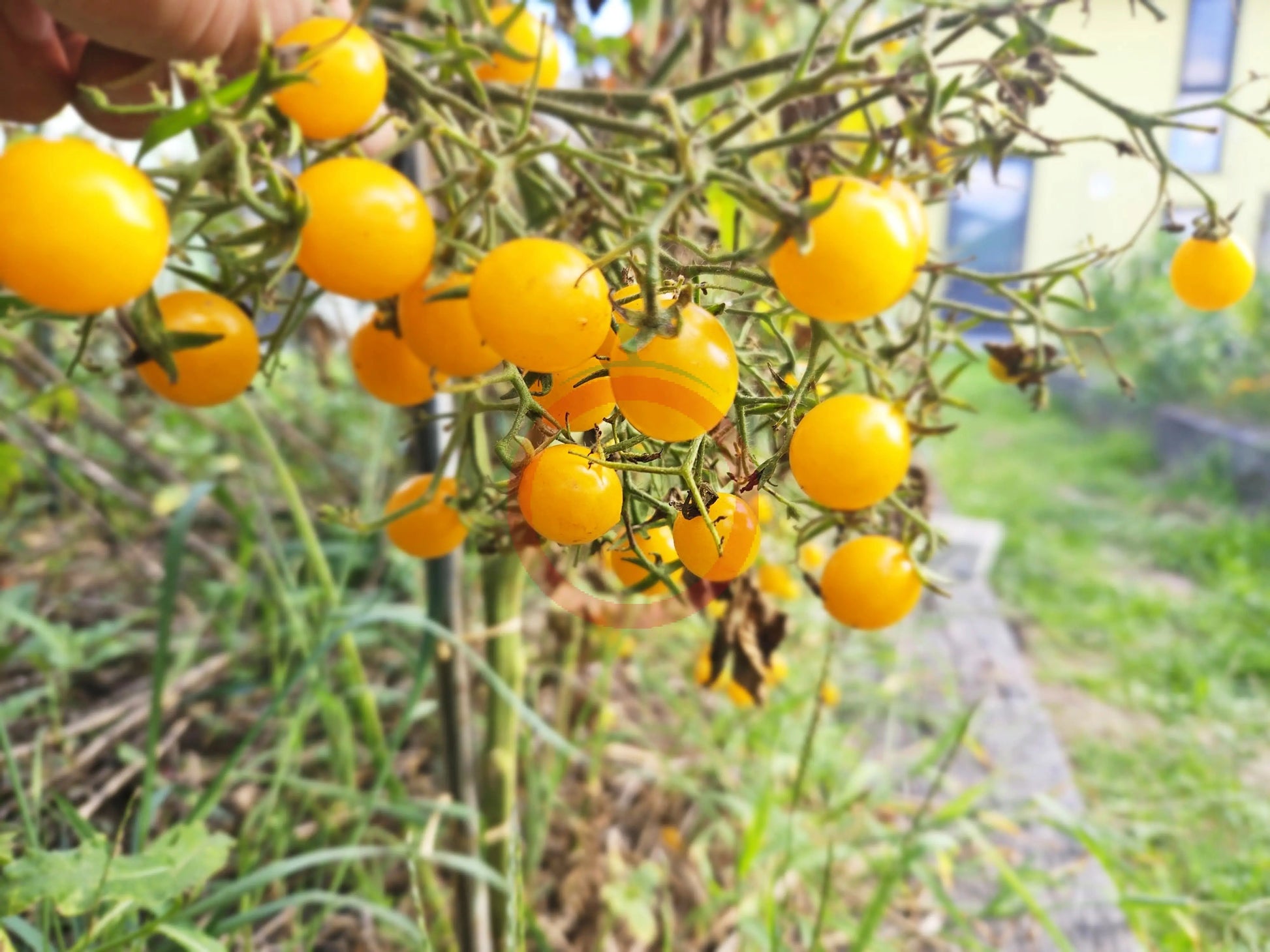 Blondköpfchen DER TOMATENFLÜSTERER