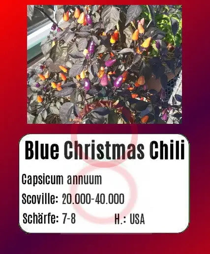 Blue Christmas Chili DER TOMATENFLÜSTERER