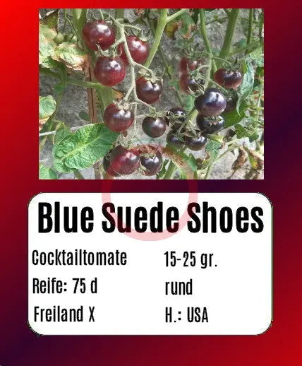 Blue Suede Shoes DER TOMATENFLÜSTERER