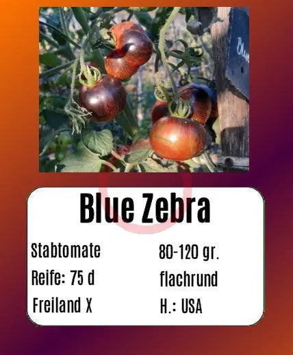 Blue Zebra DER TOMATENFLÜSTERER