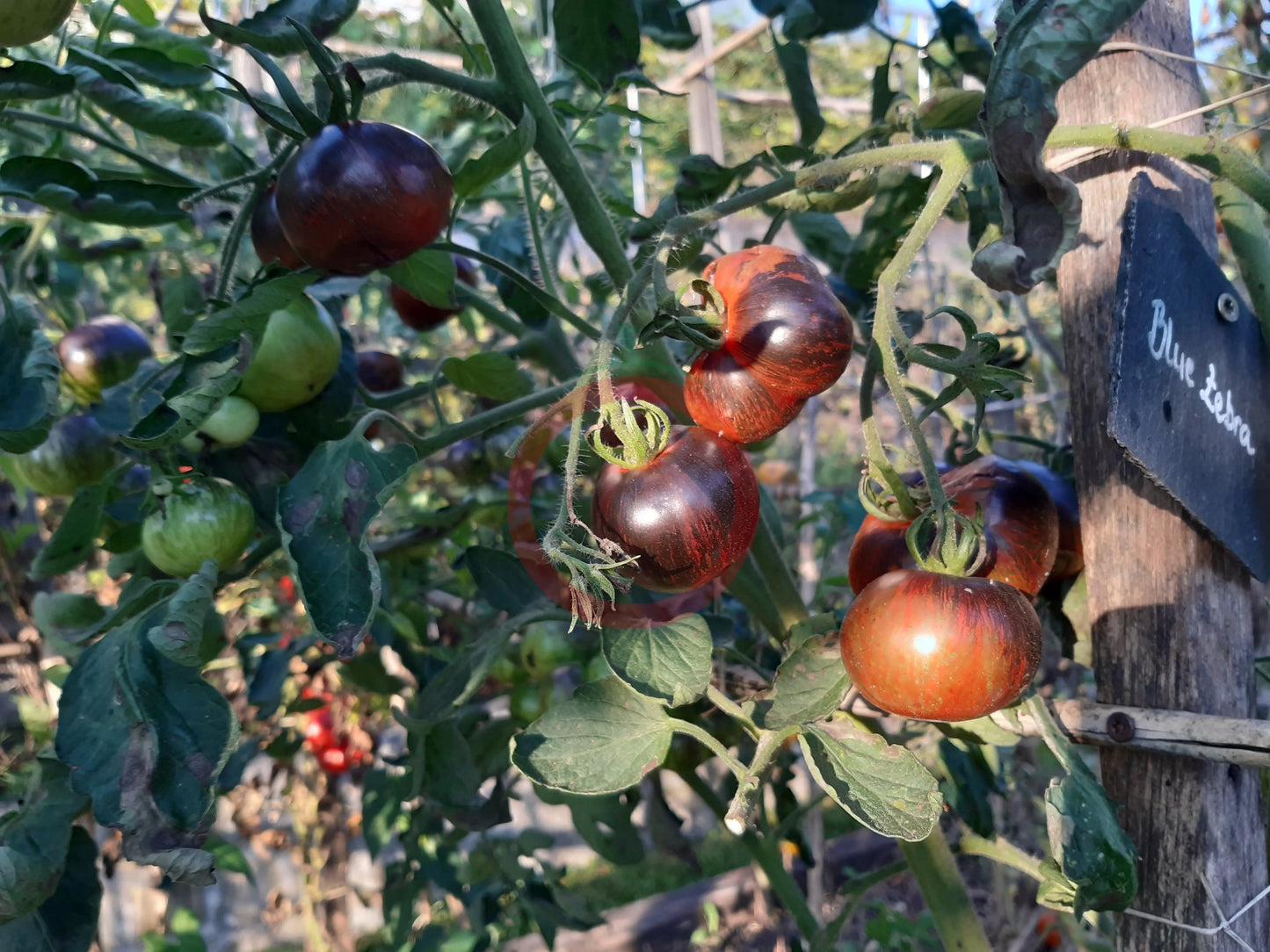 Blue Zebra DER TOMATENFLÜSTERER