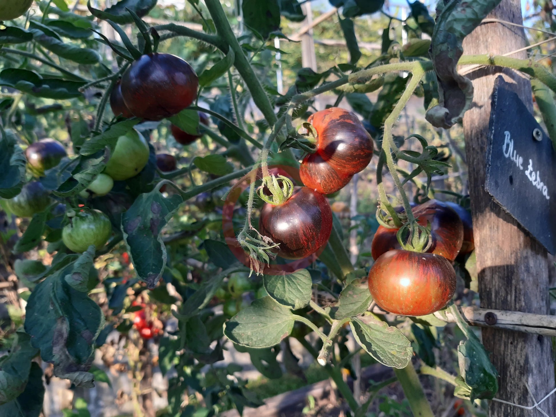 Blue Zebra DER TOMATENFLÜSTERER