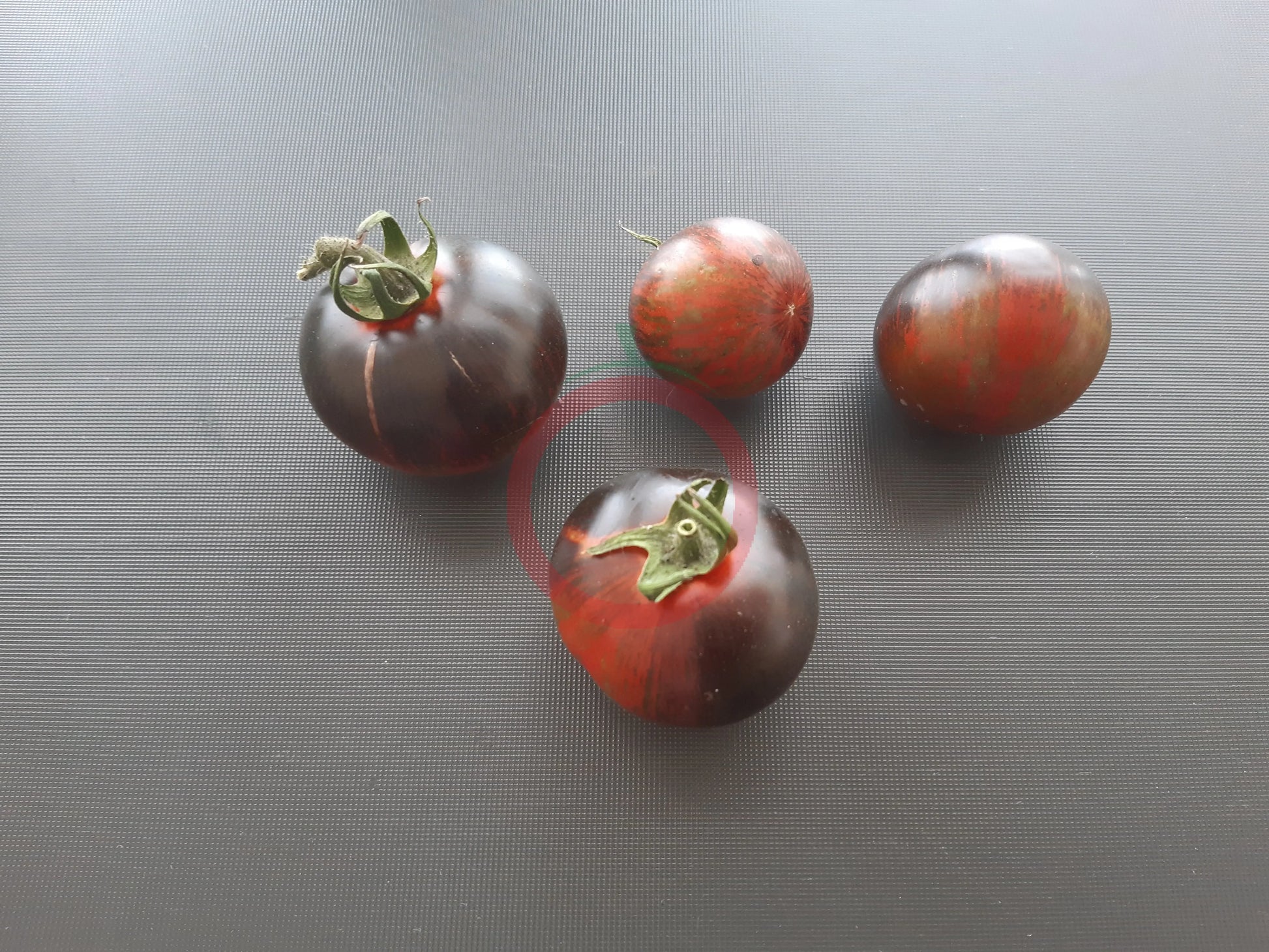 Blue Zebra DER TOMATENFLÜSTERER