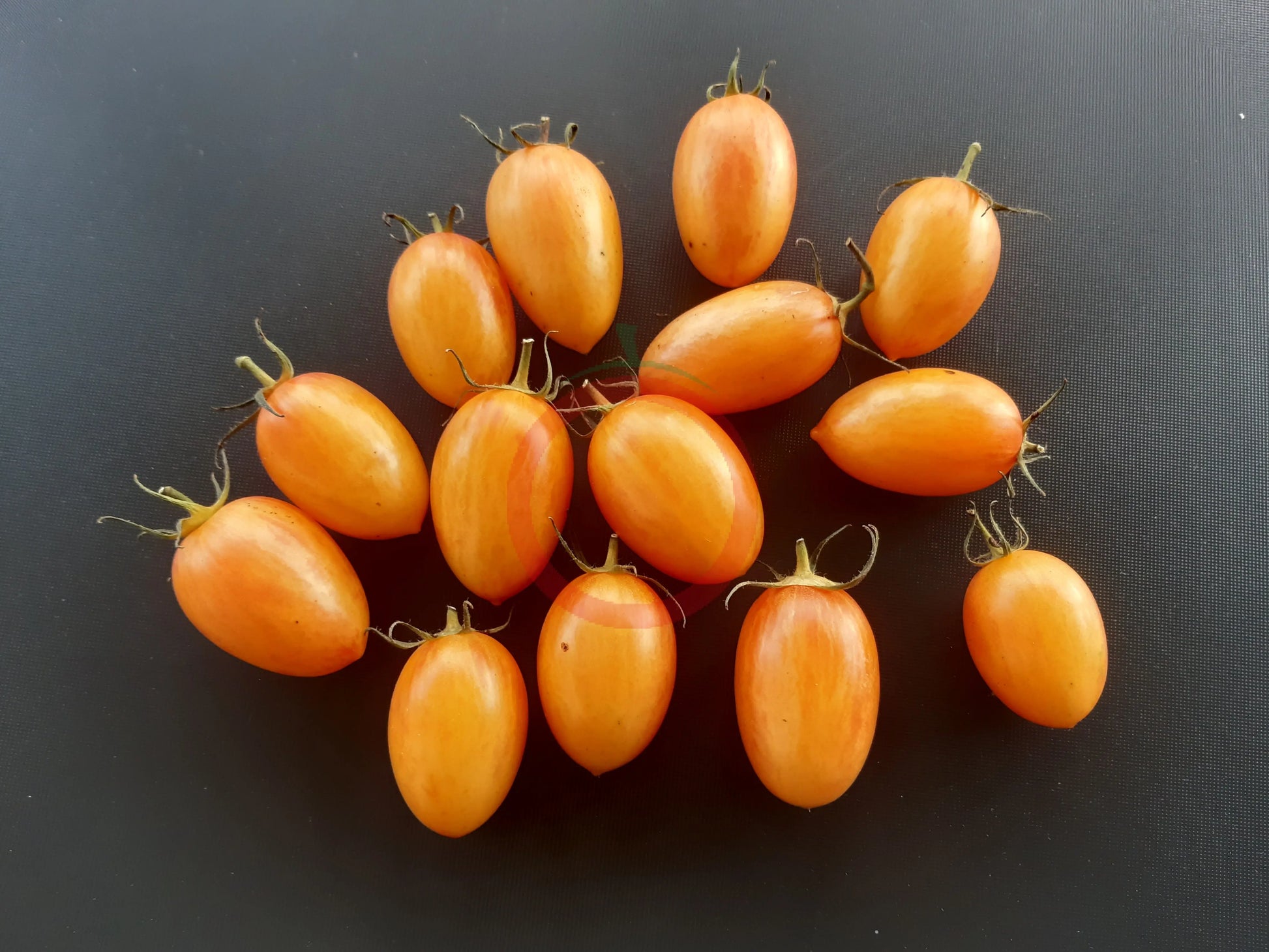 Blush DER TOMATENFLÜSTERER