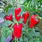 Bogatyr DER TOMATENFLÜSTERER