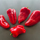 Bogatyr DER TOMATENFLÜSTERER