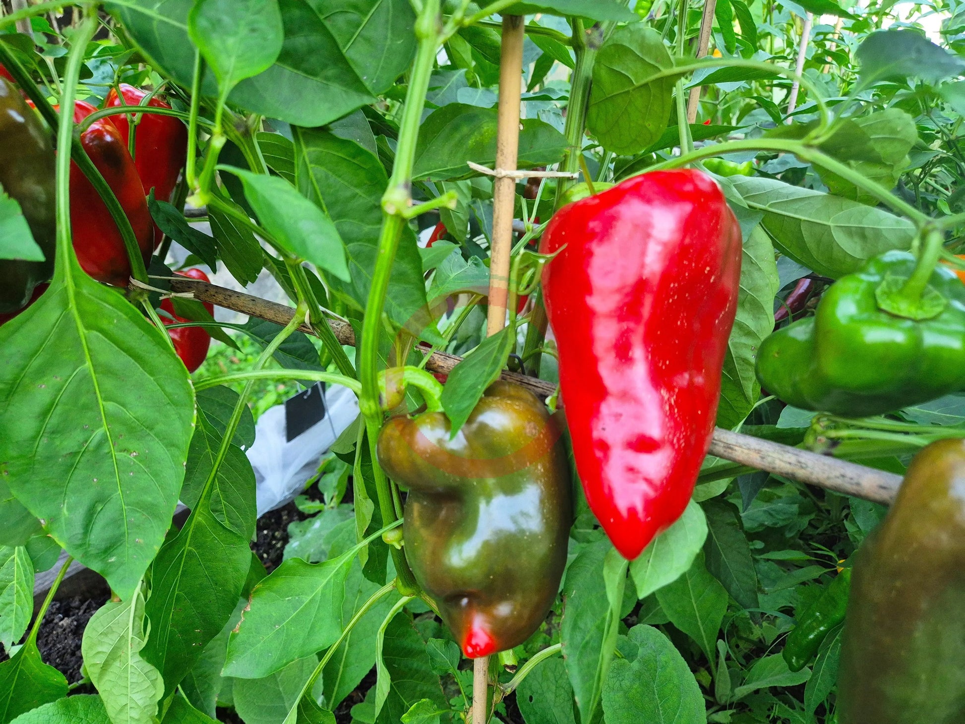 Bogatyr DER TOMATENFLÜSTERER