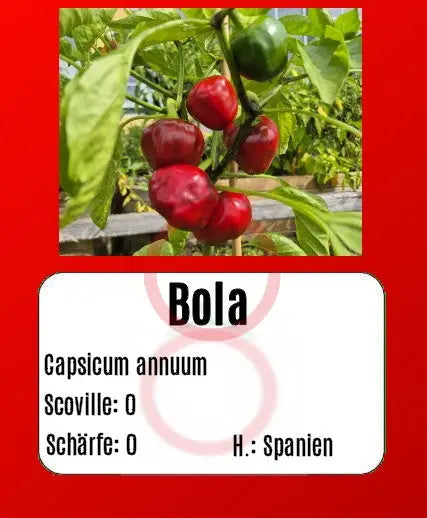 Bola DER TOMATENFLÜSTERER