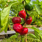 Bola DER TOMATENFLÜSTERER