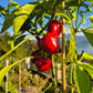 Bola DER TOMATENFLÜSTERER