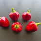 Bola DER TOMATENFLÜSTERER