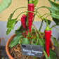 Boldog Hungarian Spice DER TOMATENFLÜSTERER