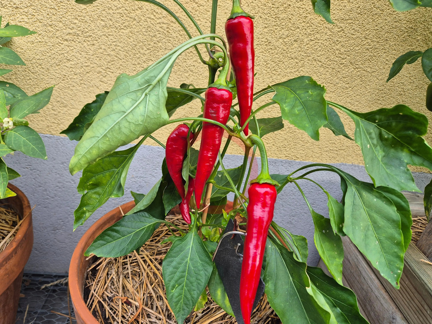 Boldog Hungarian Spice DER TOMATENFLÜSTERER