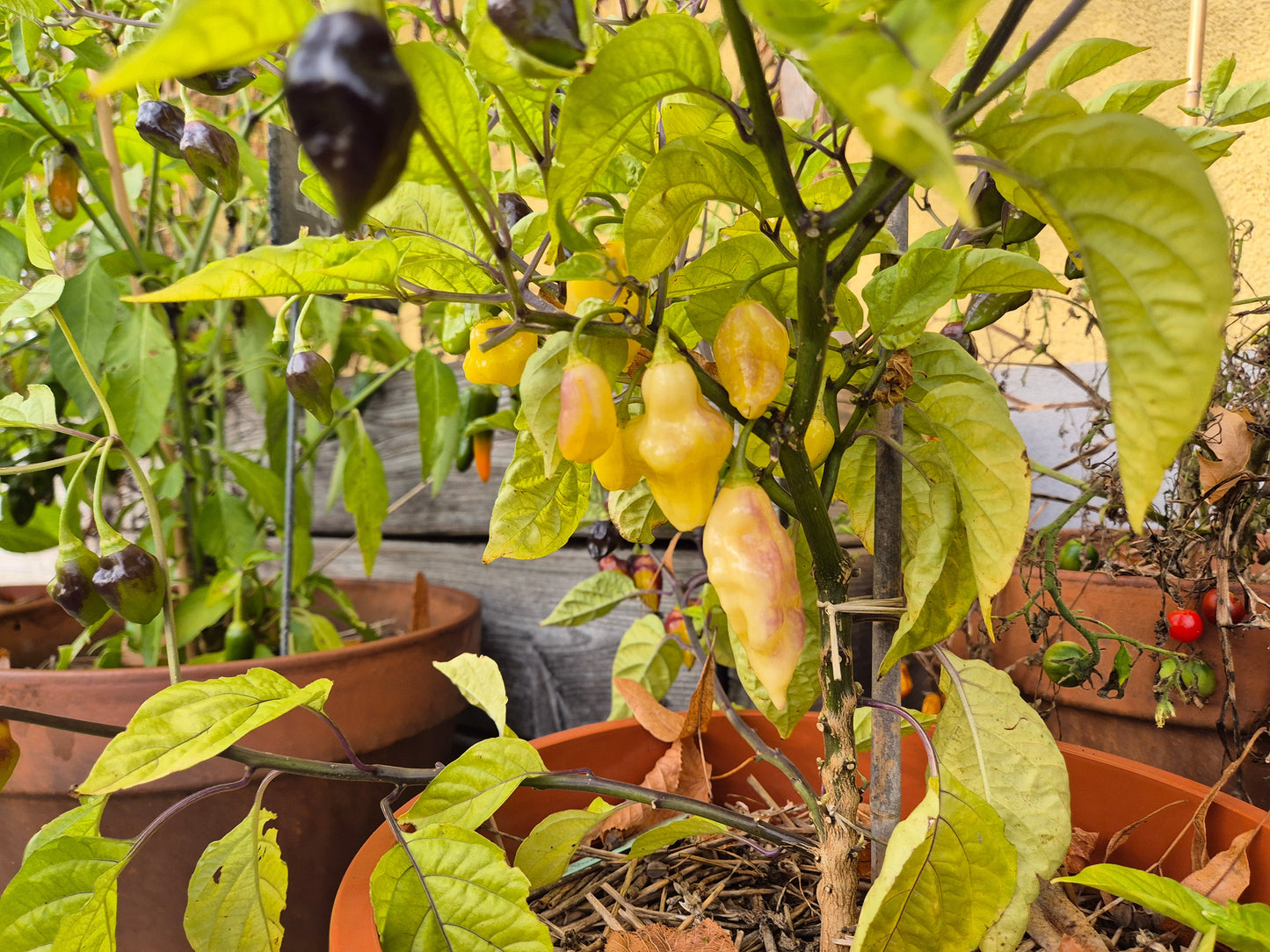 Bolivian Bumpy DER TOMATENFLÜSTERER